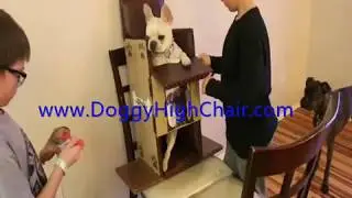 Ducci Doggy Highchairs - The #1 Selling Doggy Highchair!