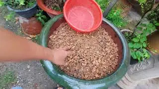 Xỉ than: Akadama miễn phí cho bonsai. Công dụng, cách chọn lọc và xử lý trước khi trồng.