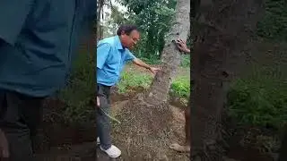 How to improve the yield of coconut trees in an organic way?