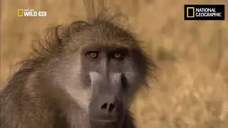 Ultimate Honey Badger . Snake Killer .  NatGeo Wild