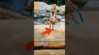 Circus Cat #cat #funnycats #funny #shortvideo #short #shortsfeed #cats #shorts #circus