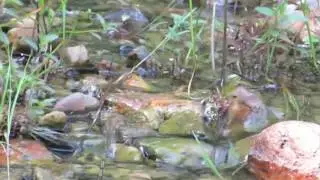 Twin-spotted Spiketail laying eggs in an Ontario stream.