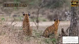 International Tiger Day - A Conservation Story by HYTICOS
