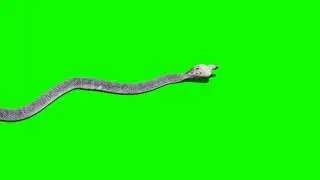 Green snake🐍Video |green Screen green🐍#greenscreen #greensnake #pkgreenvideo#pkgreenscreenvideo