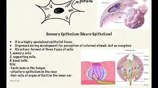 Epithelial tissue 3: specialized Epithelium :myoepithelium  vs neuroepithelium