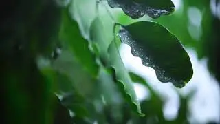 Gentle Rain Sounds on Leaves 🌧️🍃 | 24H LIVE Rain Sounds for Deep Sleep, Relaxation & Stress Relief