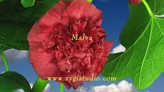 Timelapse of Blooming Red Filled Mallow Flower.