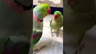Митху разговаривает с мамой 🤣🤣😂😂 #mithu #talkingparot #parrot