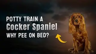 Potty Train a Cocker Spaniel &ndash; Why Pee on Bed