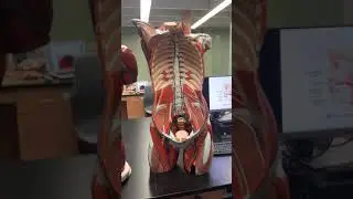 Lymphatic Structures on Torso Models with Dr. Masi