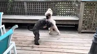 Teddy & Otto (Wed) (Late Upload)
