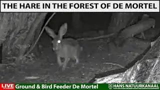 De Haas in het bos van De Mortel