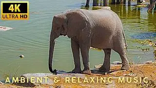 Namibia's Wild Beauty: Scenic Relaxtion Film | Relaxing Music 4k