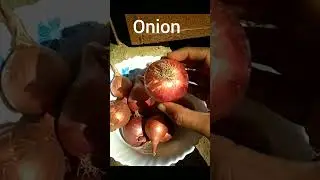 Allium Cepa ll onion #english #vocabulary #shorts #indianenglish #americanenglish