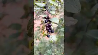 🤔🥰யாவுகம் இருக்கா முள்ளு கிழிசாலும் பரவால்லனு பறிச்சு சாப்பிடுவோம்ல🤗#mountainlife #fruit #farming