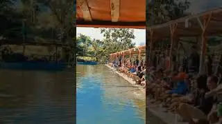 MANCING RAME RAME❗❗❗ #lombamancing #fishing #galatama_lele #mancingmania #ikanjumbo #lelejumbo