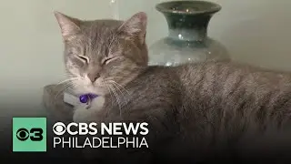 What's up with whiskers? | Pet Project