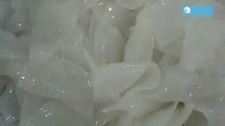 Arrow Squid Slice Processing Line