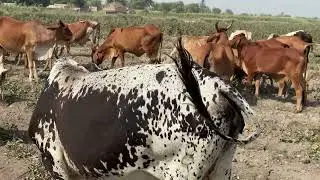 Cattle Par Color Code Ka Science 😄 | Animal Identification System Explained | JungleLogic  Part 2