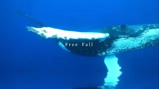 mimismooth & yamabequo beatz - Free Fall
