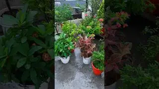 terrace garden overview part 35 |  #gardening#terracegarden #flowers #plants #nature