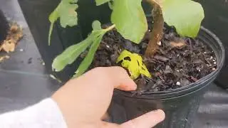 Spring Fig Update! 40+ Varieties in Zone 6 - Growing in Containers and In-ground