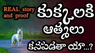 కుక్కలకి ఆత్మలు కనపడతాయా ᴴᴰ || Can Dogs See Spirits ||  TELUGU | HORROR AK.😈