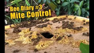 Bee Diary 3 - Formic Acid Mite Control - Bee Keeping