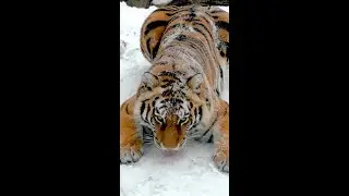 Tiger playing in the snow!