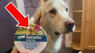 Seresto Large Dog Collar Review: 8 Months of Flea & Tick Protection Worth the Price?