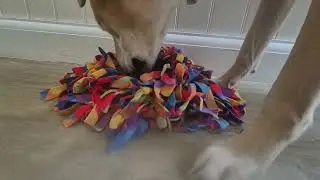 🐶 Snuffle Mat for Dogs | Easy Enrichment to Engage Your Dog&rsquo;s Nose & Brain