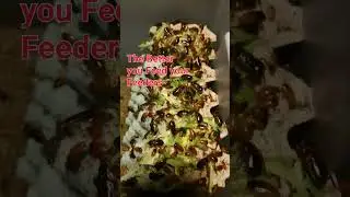 Getting Stuck In #tarantula #tarantulasoftheworld #animals #redrunners #feeders