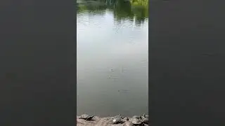 Turtle Pond 🐢 @ Central Park NYC 🌳 [daily dose of New York 🍎]