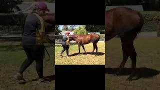Get involved with this all women&rsquo;s Racing syndicate with Imagine Racing 🐎