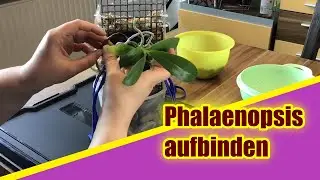 Gewinnervideo: Phalaenopsis am Moosstab