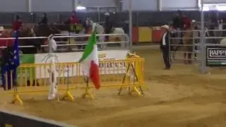 Allegra Facchini Roma cavalli