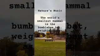 Fascinating nature #funfacts #fall #autumn #bumblebee