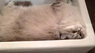 Cat - Chat | Ivana dans le lavabo