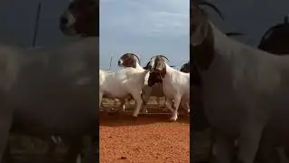 South African Boer#boer goat farm# Quality# short