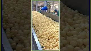 Golgappa Factory Me Kaise Banaya Jata Hai#shortsvideo #making #golgappa #panipuri