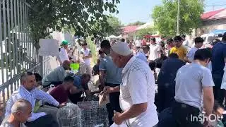 ТЕЗ ТОМОША ҚИЛИНГ! ЖИЗЗАХ КАБУТАР БОЗОРИ.