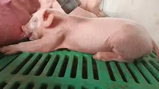 Edad adecuada para destetar a los lechones