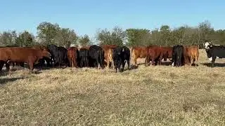 75 head of Wetbag Exposed Cows, #1126 | Cattle for sale