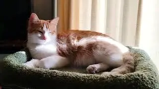 Peaches the Cat - Lounging in the Cat Tree