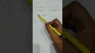 NORMAL CURVES OF VERTEBRAE (DETAILED VIDEO IN CHENNAI).                #anatomy#vertebrae##curve