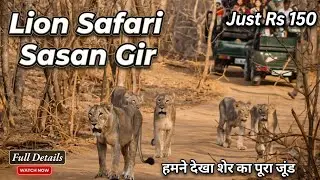 Gir Lion Safari | Gir National Park DavaliaSafari  Jungle Safari Gujarat #sasangir  #girnationalpark