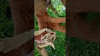 cat in neem tree 🌲.... cute cat kitten 🐈