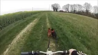 Staffordshire Bull Terrier - CaniVTT - 30 mars 2014