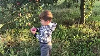 Three BROTHERS! Собираем урожай, яблочки🍎🍏 my apples fruit 🍎 funny time