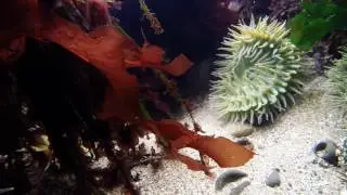 Giant Green Anemones, Anthopleura xanthogrammica